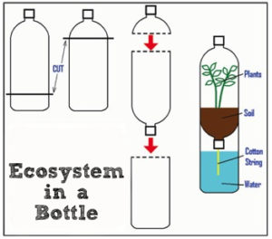 31+ Blank Ecosystem Diagram PNG | kaediagramme